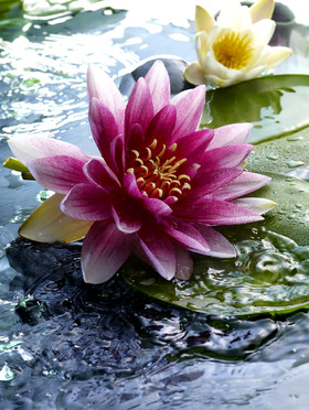 Jean-Charles RECHT - Photographe Textures et Matières - PARIS - YVES ROCHER